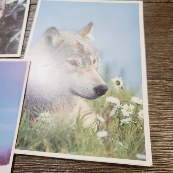 Defenders of Wildlife Gray Wolf Canis Lupus Blank Notecards - Picture 3 of 9